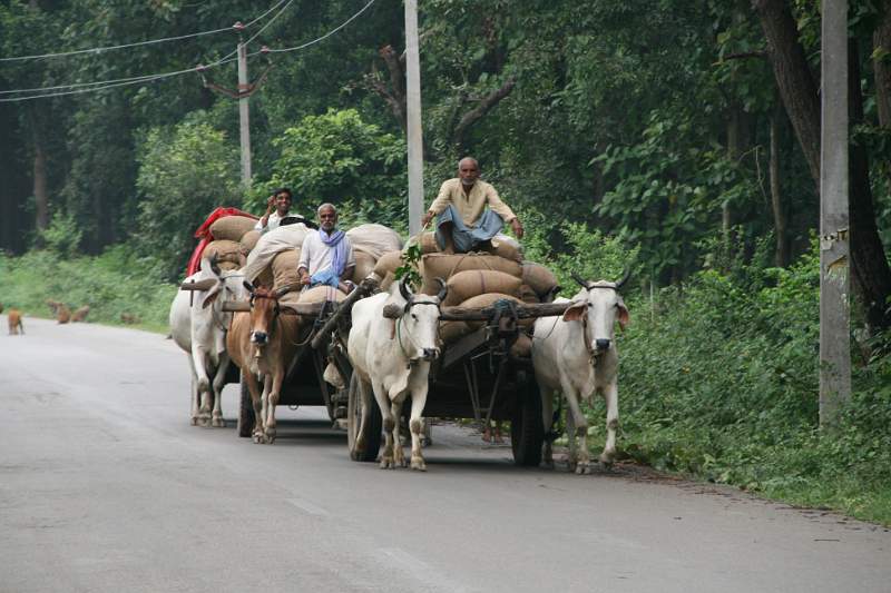 India & Nepal 2011 - 0685
